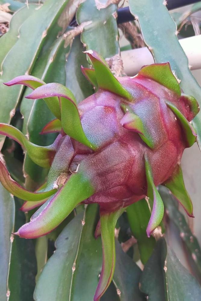 Ripening fruit